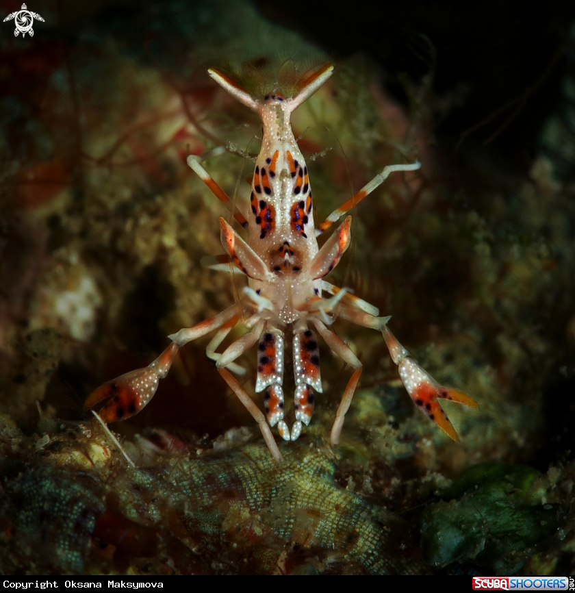 Spiny tiger shrimp (Phyllognathia ceratophthalma)Â 