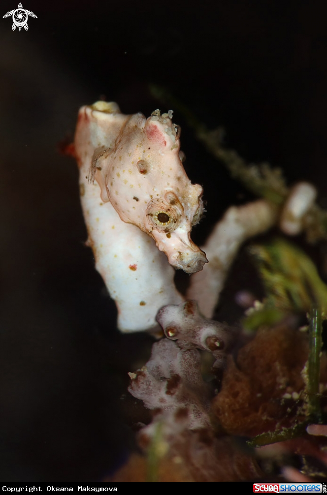 Tiny Pontoh's pygmy seahorse 