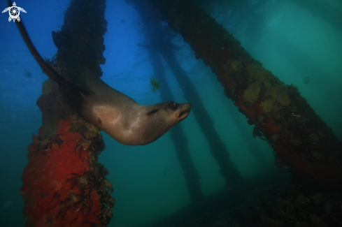 A Australian Fur Seal