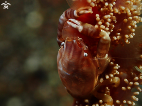 A Porcellanella triloba | porcelain crab