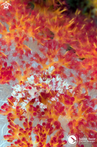 A Hoplophrys oatesii | Soft Coral Crab