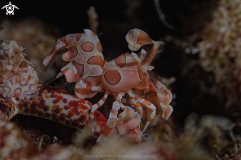 A Hymoncera elegans | Harlekin shrimp