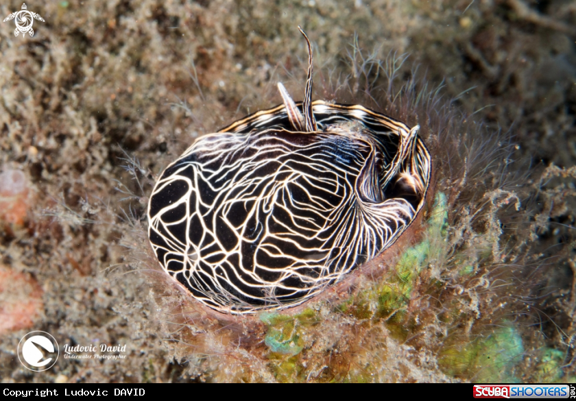 A Grand Coral Worm Snail
