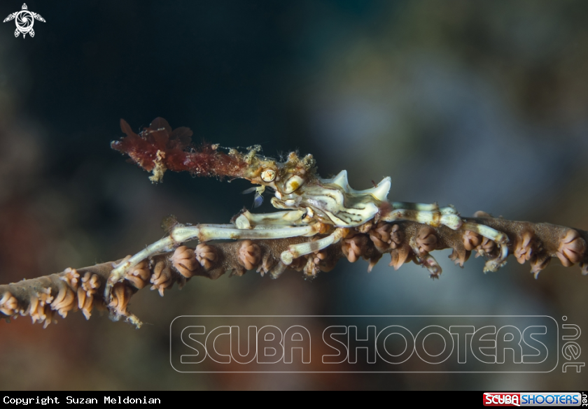 A Wire Coral Crab