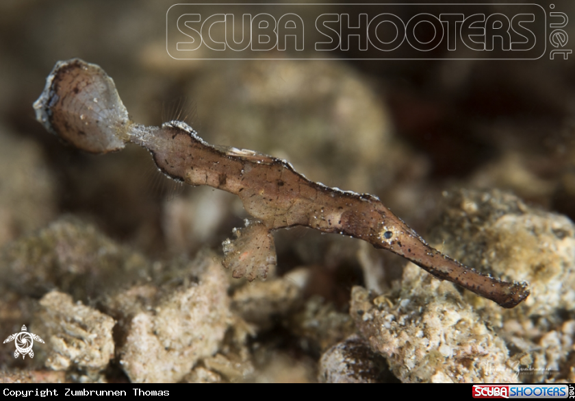 A Robust ghost pipefish 