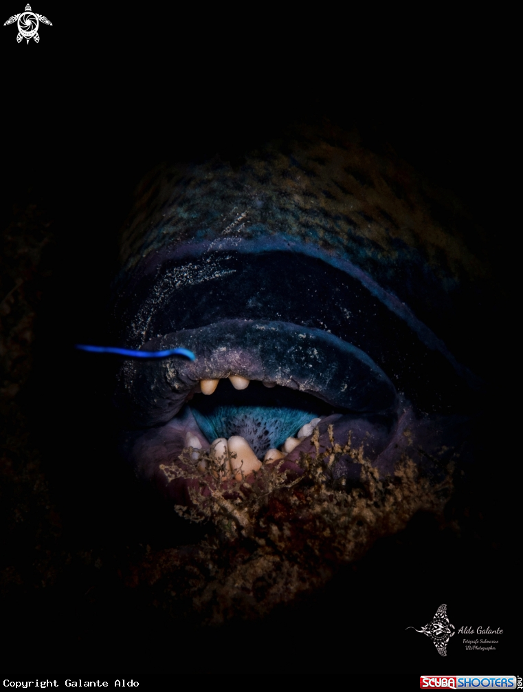 A Titan Triggerfish