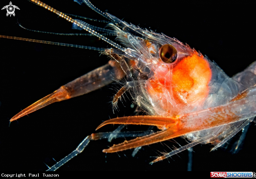 A Shrimp - Enoplometopus sp.