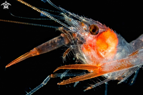A Shrimp - Enoplometopus sp.