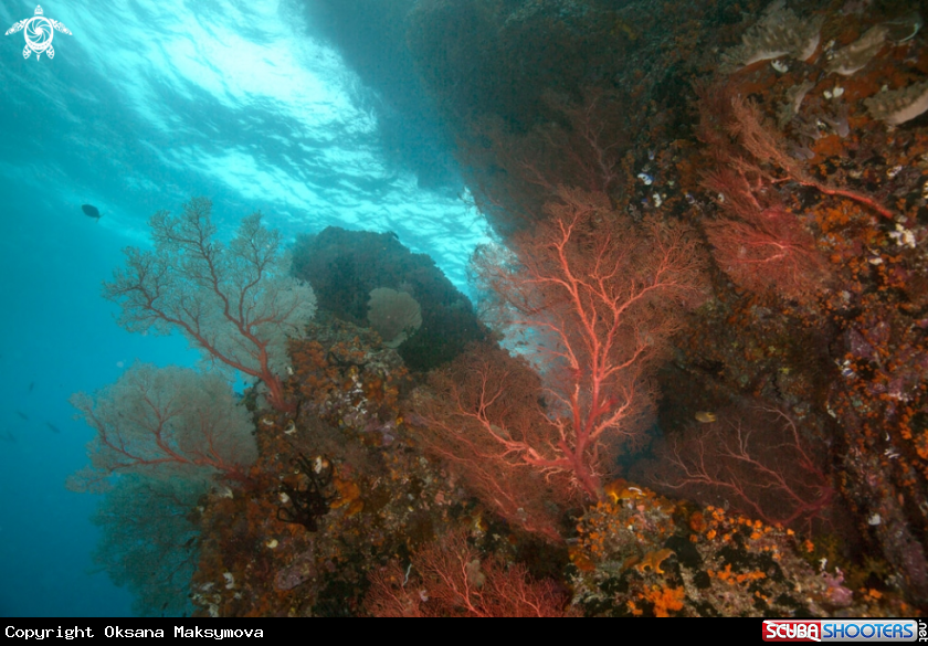 Amazing coral gardens