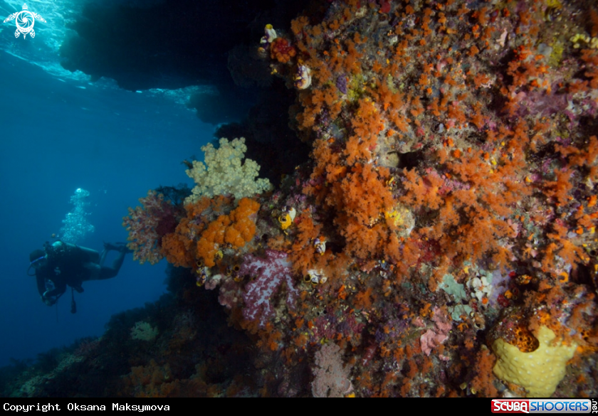 Colorful soft corals