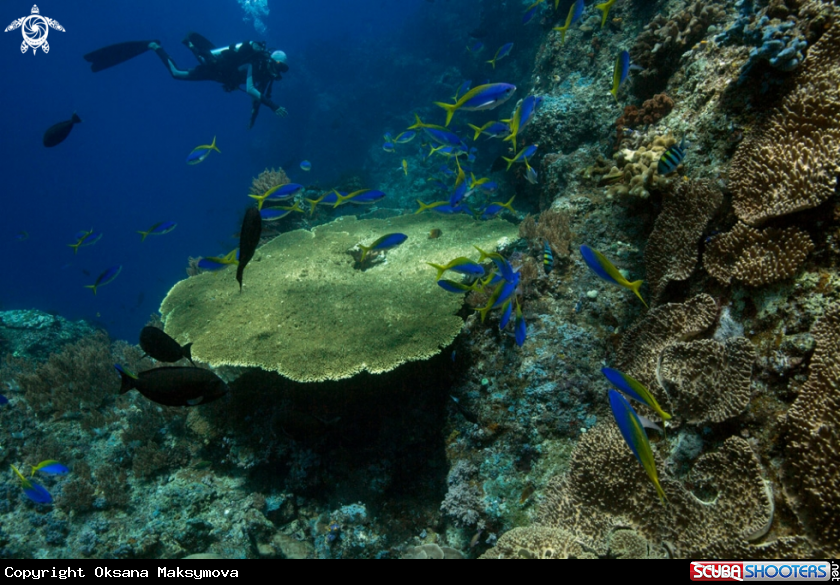 Unimaginable size of coral gardens, diversity of forms and fabulous colors