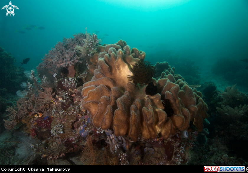 Beautiful soft corals in the Ceram sea	