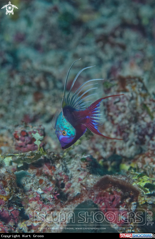 A Blue Flasher Wrasse