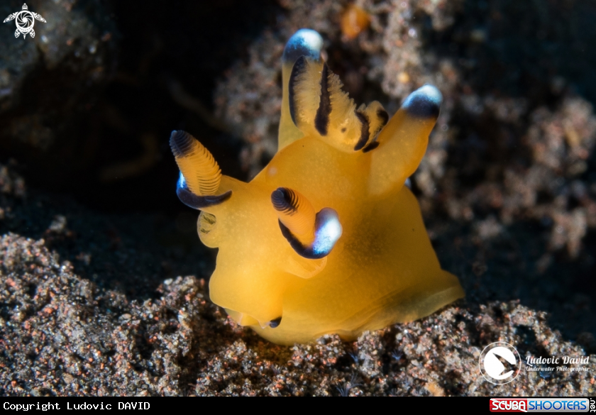 A Pacific Thecacera Nudibranch