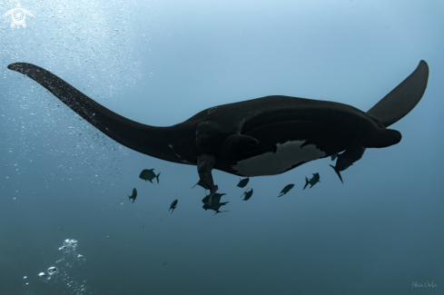 A Giant Oceanic black-morph Manta