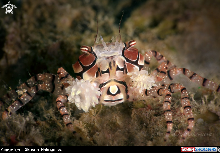 Boxer crab (Lybia tessellata) 