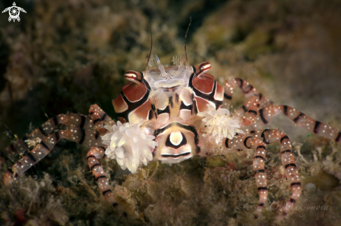 A Boxer crab (Lybia tessellata) 