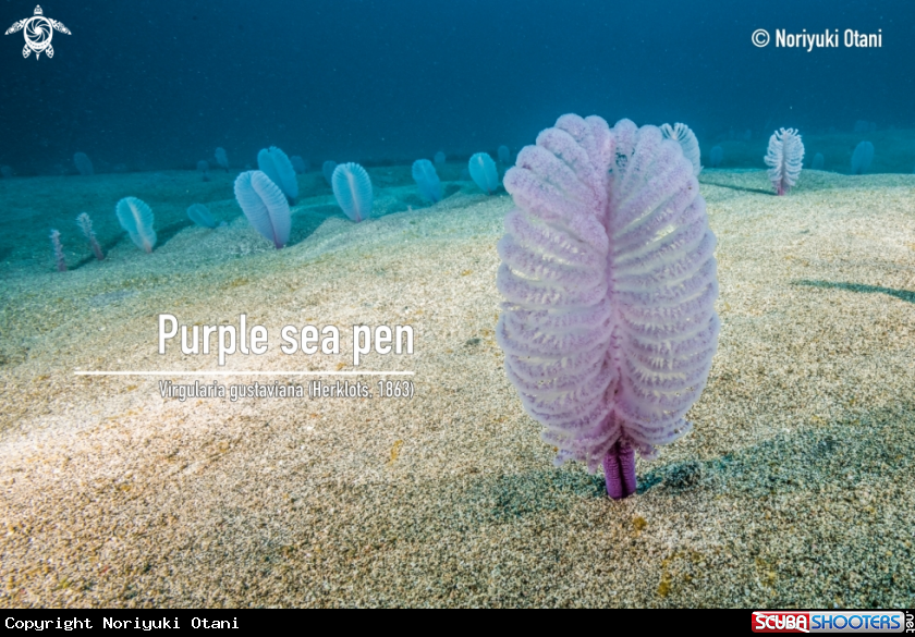Sea pens forest