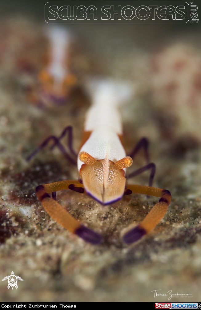 A Imperator Shrimp