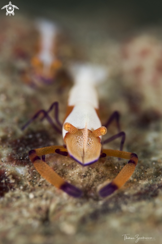 A Imperator Shrimp