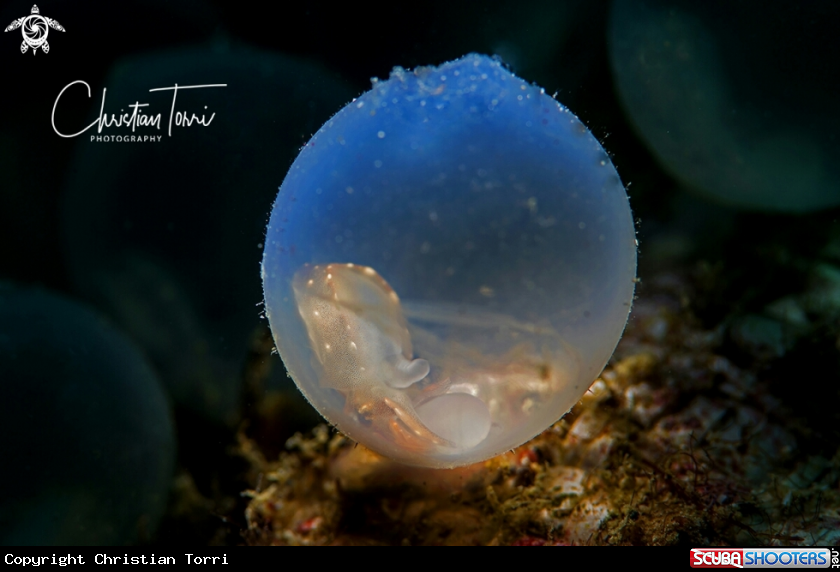 A egg of flamboyant cuttlefish