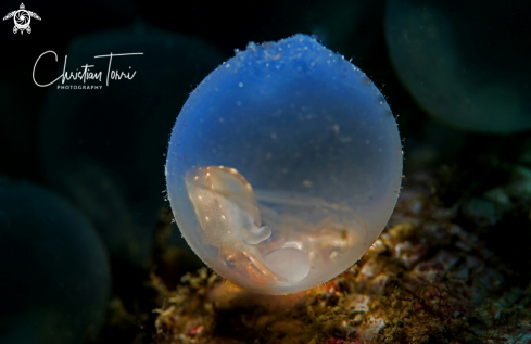 A egg of flamboyant cuttlefish