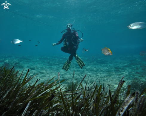 A Eelgrass