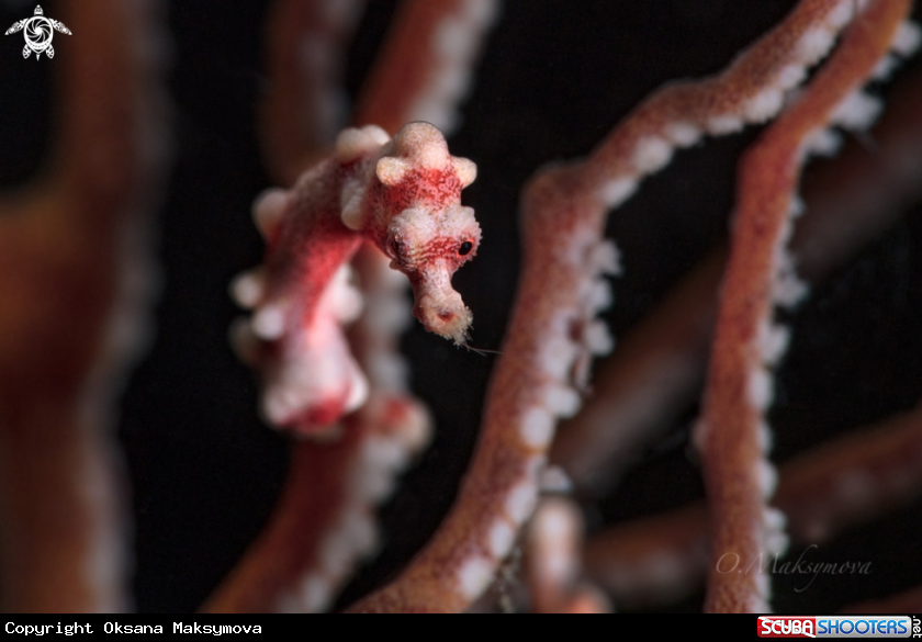 Denise's pygmy seahorseÂ (Hippocampus denise) 