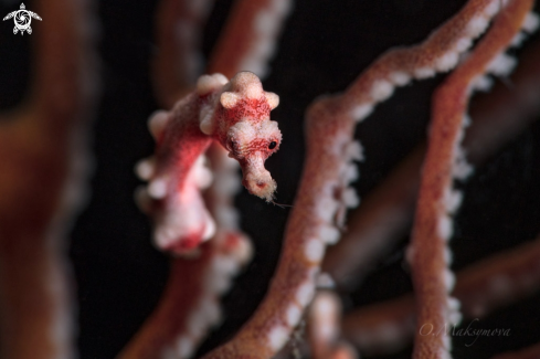 A Denise's pygmy seahorse (Hippocampus denise) 