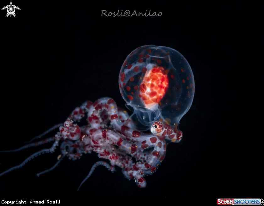 A Larval Wonderpus Octopus