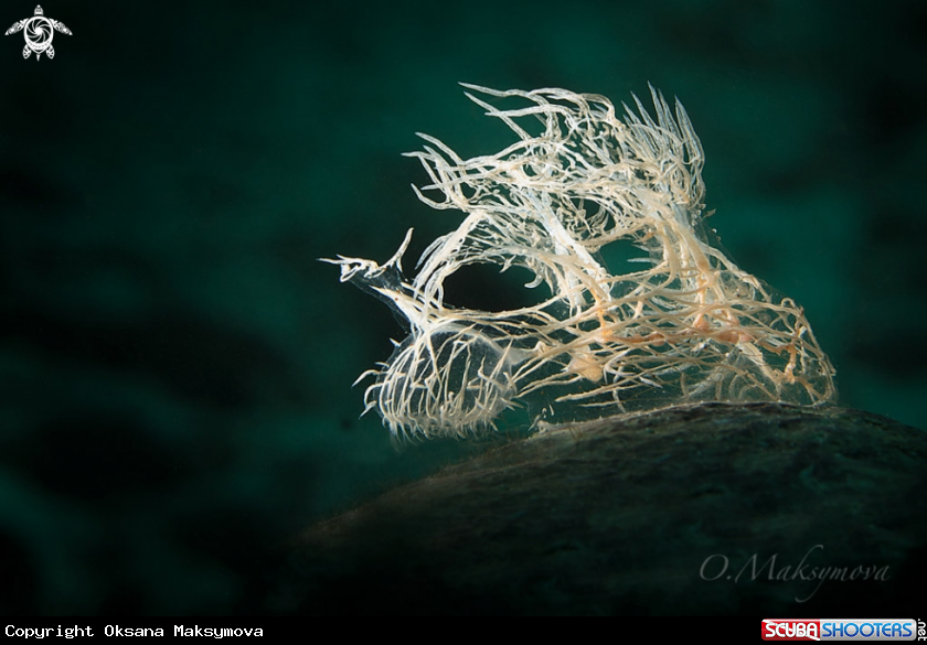 Nudibranch Melibe Colemani