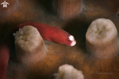 Braun's pughead pipefish ( Bulbonaricus brauni)