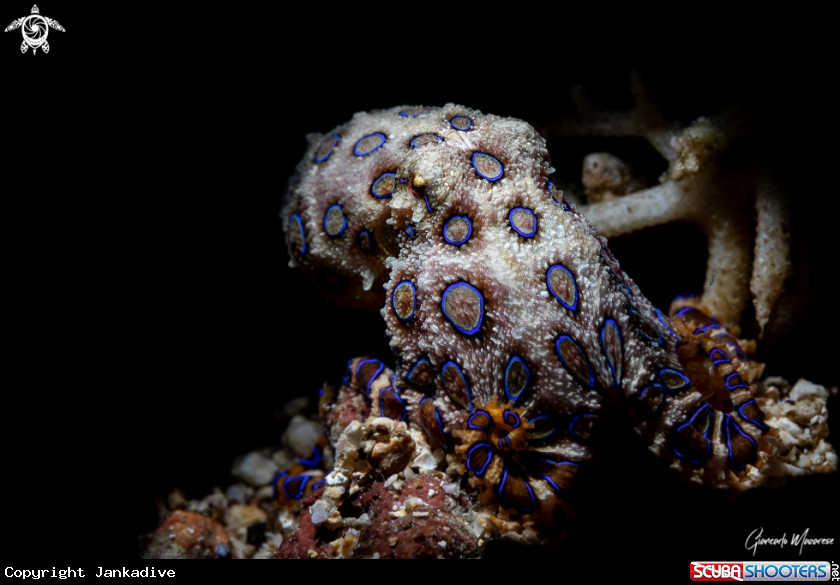 A Blue ring octopus