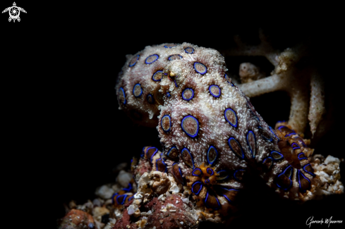 A Hapalochlaena sp. | Blue ring octopus