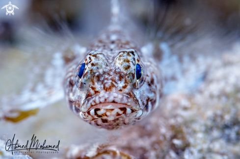 Ornate Goby