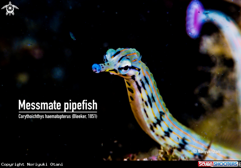 A Messmate pipefish