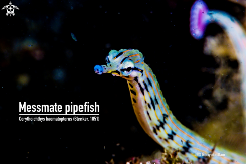 A Corythoichthys haematopterus (Bleeker, 1851) | Messmate pipefish