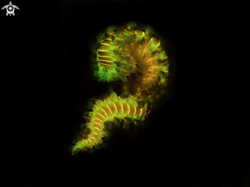 A Hermodice carunculata | Fireworm