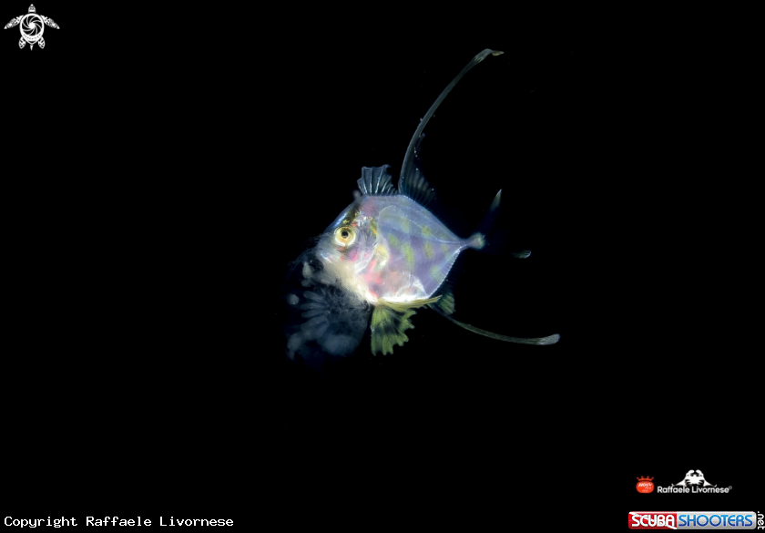 Filefish in the night
