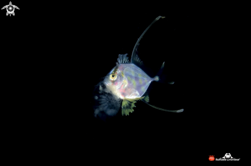 A juvenile filefish 