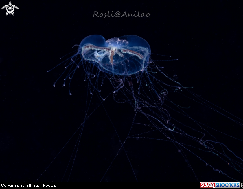 A Juvenile Jellyfish