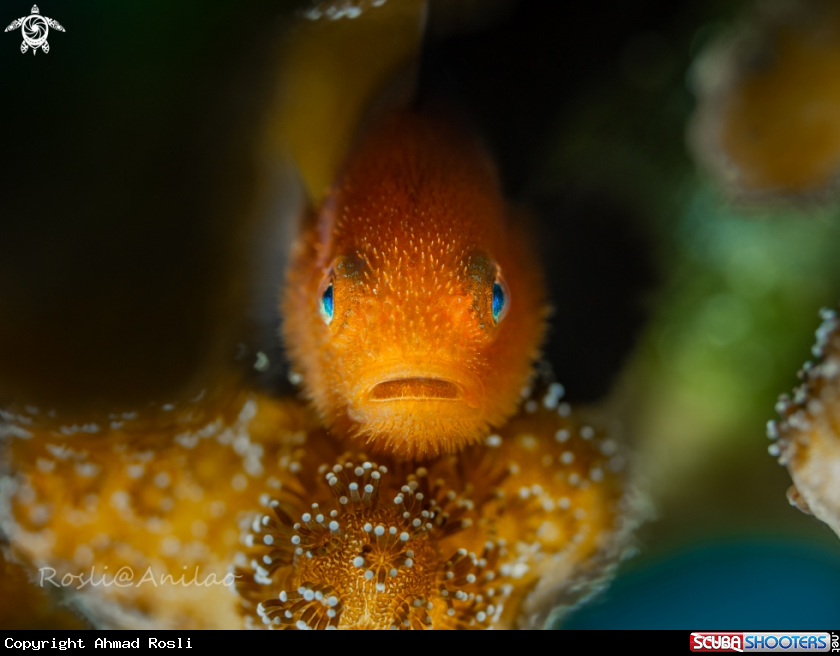 A Bearded Goby
