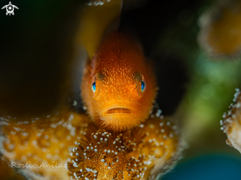 A Bearded Goby