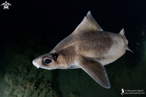 A Oxynotus centrina | Green eyed shark