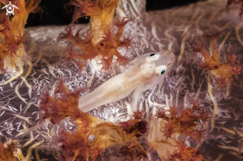 A Goby on Alcyonaria