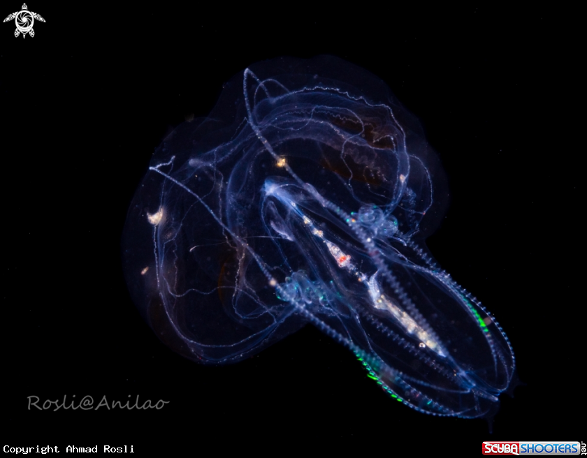 A Juvenile comb jellyfish