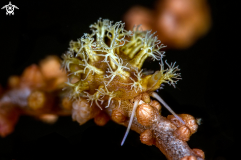 A Phenacovolva sp | Cowrie