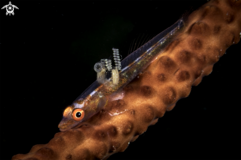 A Bryaninops yongei with parasites | Whip coral goby