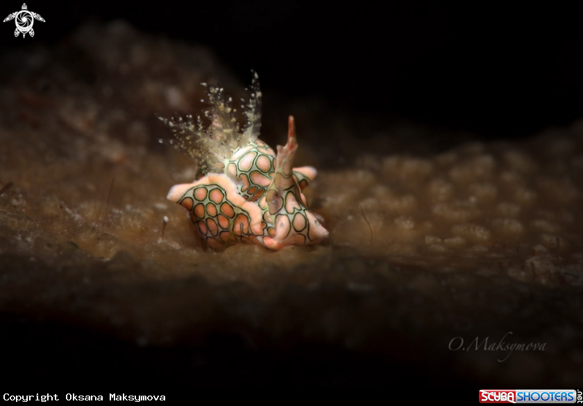 A Psychedelic batwing slug (Sagaminopteron psychedelicum)