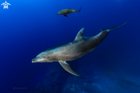 A Tursiops truncatus | Bottlenose Dolphin